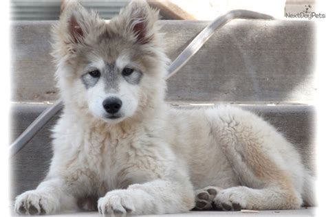 Wolf Hybrid Puppies For Sale - Tabitomo