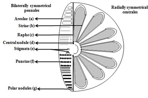 | The intricate structures of the diatom. Diatom encompasses (a ...