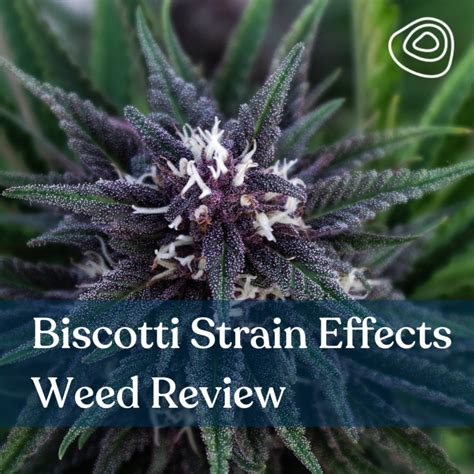 Biscotti Strain Effects Weed Review