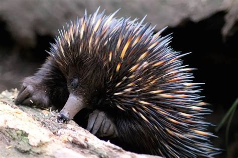 Echidna Facts - Animal Facts Encyclopedia