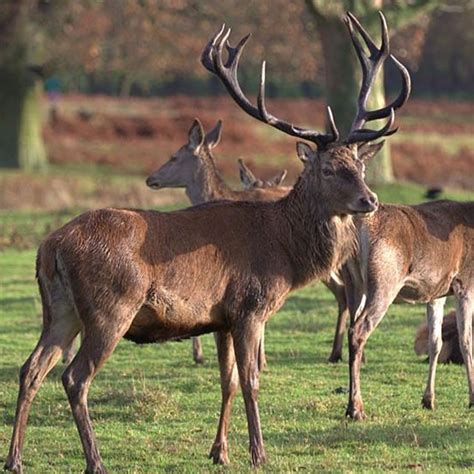 Normanby Hall Christmas Market - Visit Lincolnshire