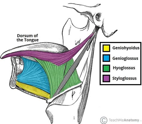 Genioglossus - Actions - Attachments - TeachMeAnatomy