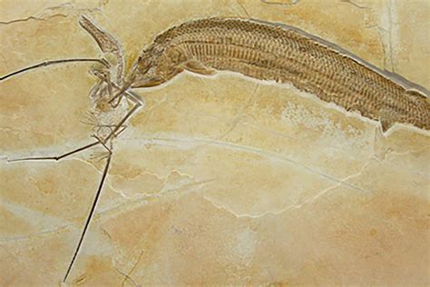 Incredible fossil shows how a fish and a pterosaur | Earth Archives