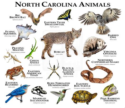 Animals of North Carolina Poster Print - inkart