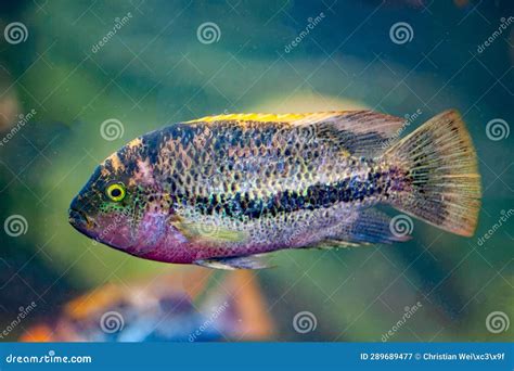 Twoband Cichlid, Vieja Bifasciata Stock Image - Image of aquarium, hobby: 289689477