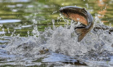 Why Do Trout Jump Out of the Water? – Splashes and Rises | Best of Angling