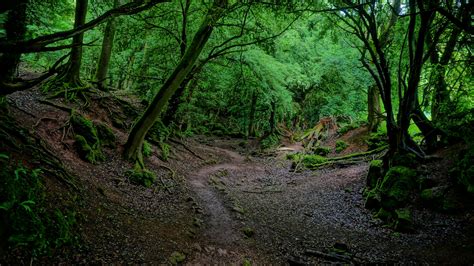 [OC] Puzzlewood Coleford Forest of Dean UK [49122760] #reddit | Nature ...