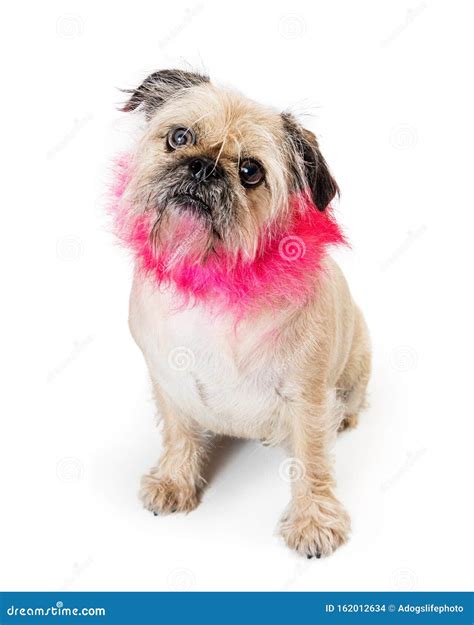 Dog with Pink Lion Mane Haircut Stock Photo - Image of isolated, canine: 162012634