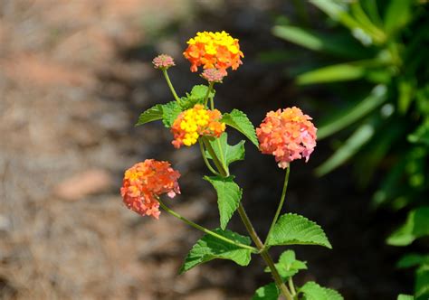 Lantana Flowers Free Stock Photo - Public Domain Pictures