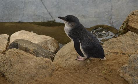 Granite Island Penguins face extinction if management practices are not ...