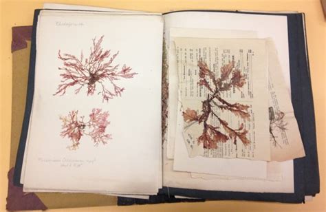 Secret Lives of Objects: Treasures of the Herbarium Collection