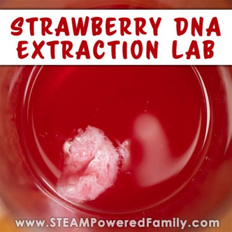 Strawberry DNA Extraction Lab for Kids - Biology Kitchen Science