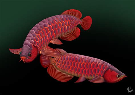 Arowana Care - Myths and Folklore Surrounding the Arowana | Exotic Tropical Ornamental Fish ...