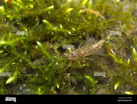 Mayfly larvae Stock Photo: 137592244 - Alamy