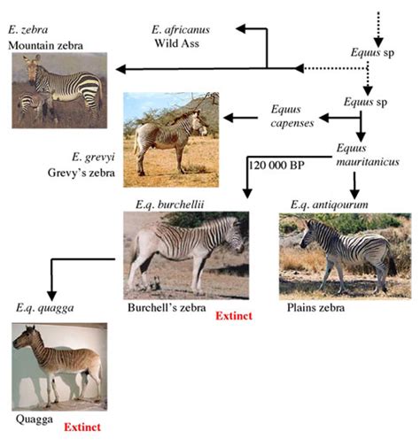 Information - The Quagga