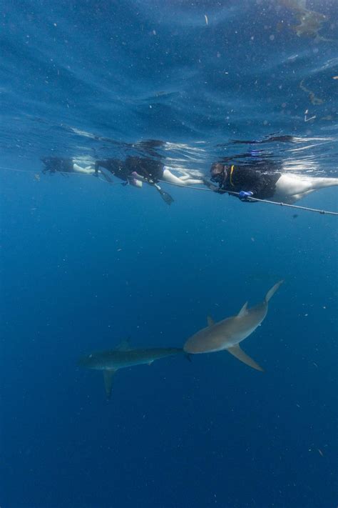 People Snorkeling with Sharks · Free Stock Photo