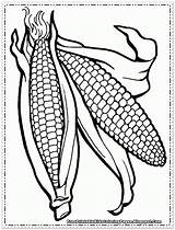 Free Corn Cob Coloring Page Download Png  sketch template