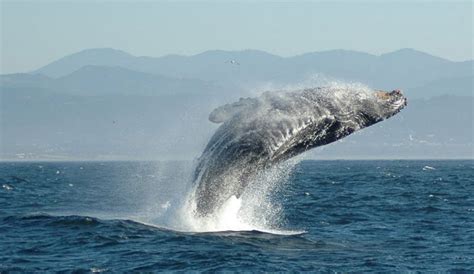 Strange Pattern in Humpback Whale Behavior | The Inertia