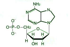 Nucleic acids - Definition, Structure, Properties, Types - GeeksforGeeks