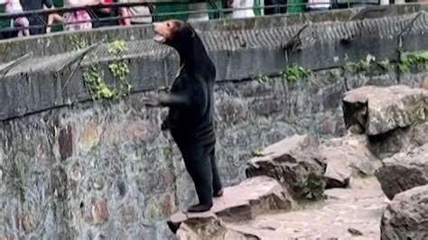 WATCH: Chinese Zoo Sun Bears Costume Reddit Photos Circulated On Social ...