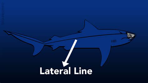 Sharks Lateral Line - How Does It Work? - sharksinfo.com