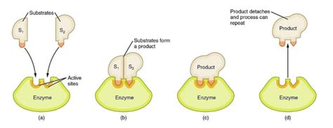 The active site of an enzyme is formed by a few of the enzyme’sA. Carboxyl groups of the amino ...