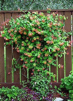 Dropmore Scarlet Honeysuckle Vine $15.00 | Flowers n vines | Pinterest Vine Trellis, Diy Garden ...