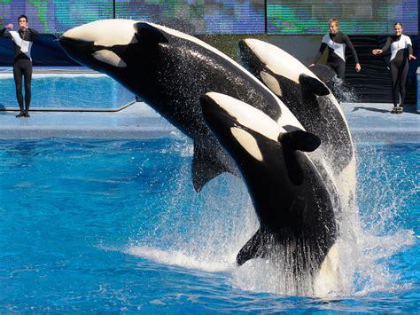 SeaWorld Agrees To End Captive Breeding Of Killer Whales | WBUR News