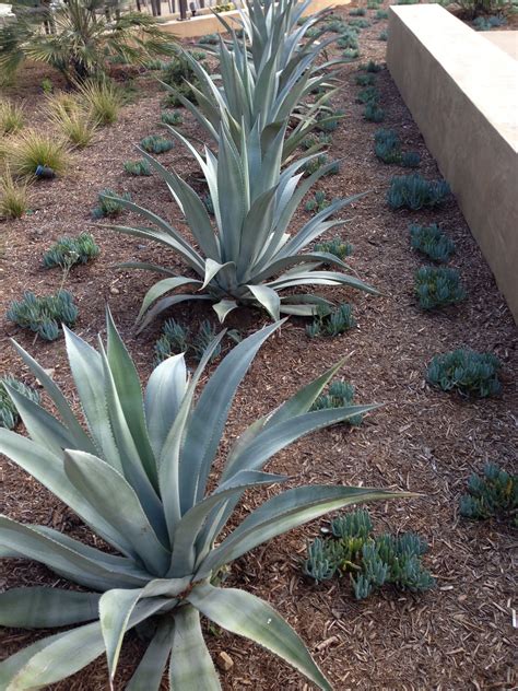 Agave are a wonderful water wise plant that gives height and depth to a landscape | Water wise ...