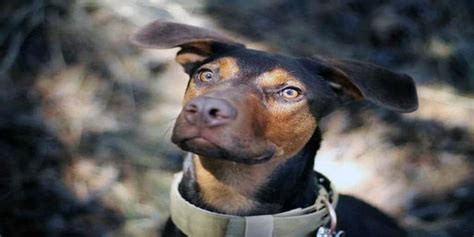 German Shepherd Doberman Mix Facts | Alpha Paw