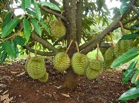 Budidaya Tanaman Buah Buahan Dan Hewan Budidaya Dan Perawatan Rumput ...