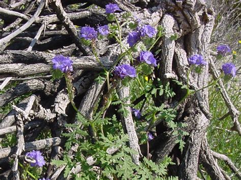 Blue Phacelia/Wild Heliotrope/Scopion weed - Phacelia distans | Pics4Learning