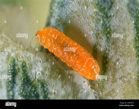 Mosellana hi-res stock photography and images - Alamy