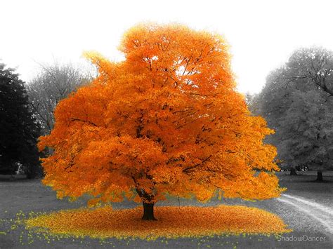 LIPA drobnolistna szczepiona na pniu WINTER ORANGE żółta - sadzonki 120 ...