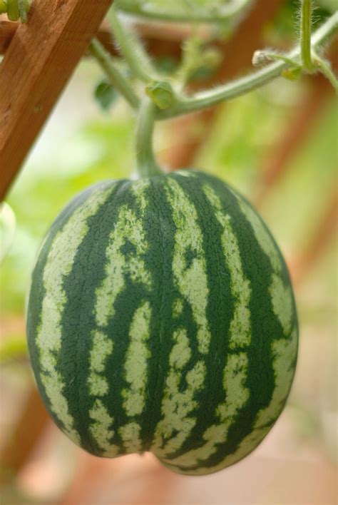 Supporting Watermelon Plants - How To Grow Watermelons On Trellises