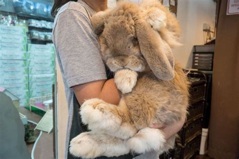 Rabbit Headquarters: Meet The Friendly, Giant French Lop & His Friends At Pasir Ris Farmway ...