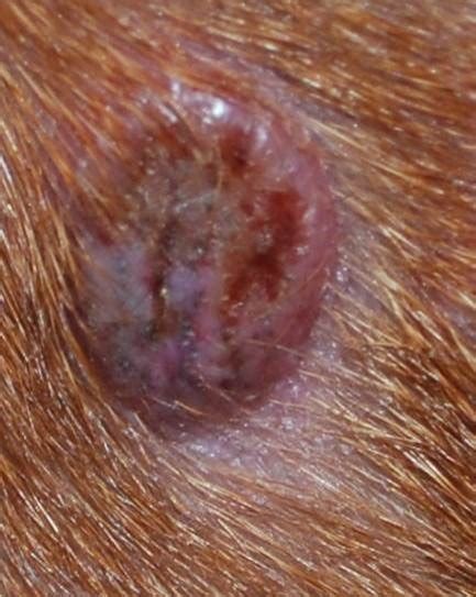 Warts On Dogs Belly