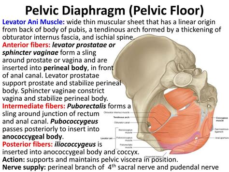 What Are The Major Muscles Of Female Pelvic Floor Ppt | Viewfloor.co