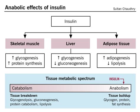 Juvenile Diabetes Mellitus Pathophysiology - DiabetesWalls