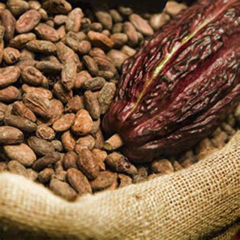 ORGANIC CACAO – Ecological