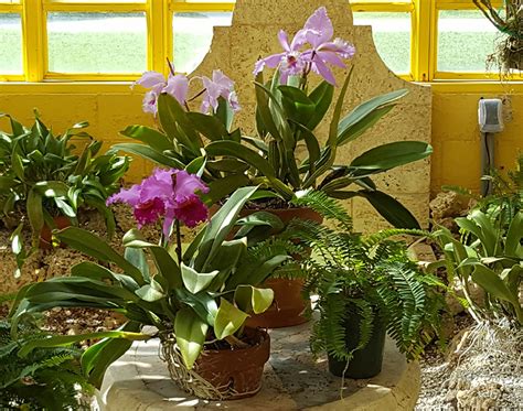 Orchid Care - Repotting & Mounting plus Combating Pests & Diseases 1pm - Bonnet House