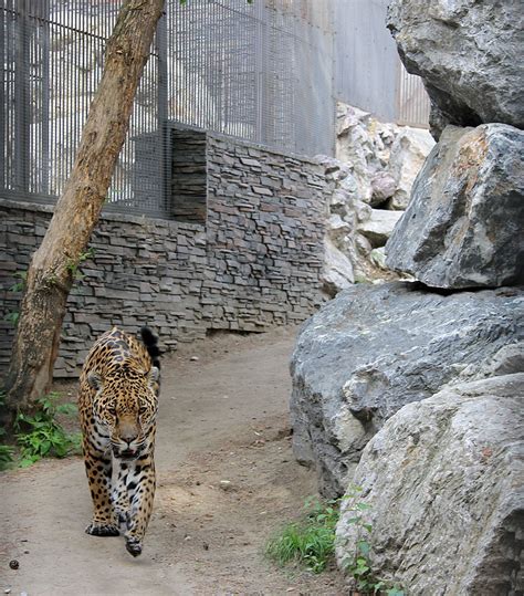 Novosibirsk zoo | Animals photos