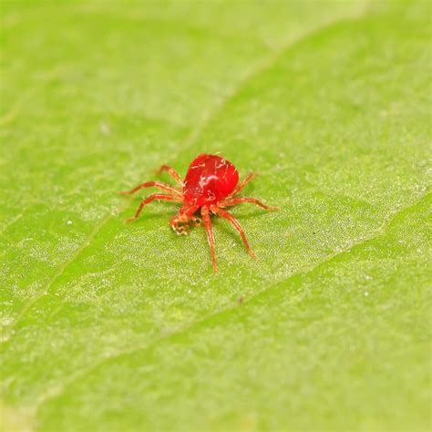 Red Spider Mites On Plants