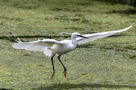 Little Egret Breeding Plumage