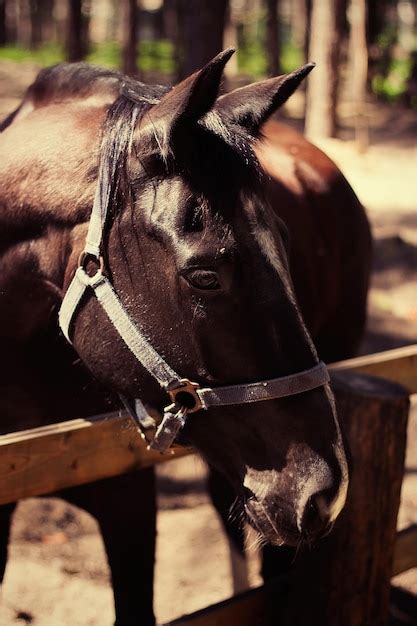 Premium Photo | Brown stallion portrait of a sports brown horse riding ...