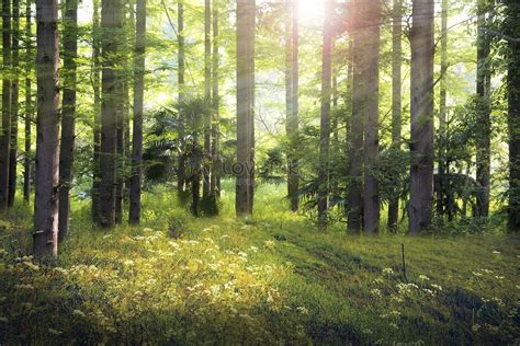 Fantasy Forest Background Download Free | Banner Background Image on ...