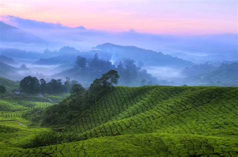 Discover the Top 7 Tea Plantations in Cameron Highlands and Where to ...