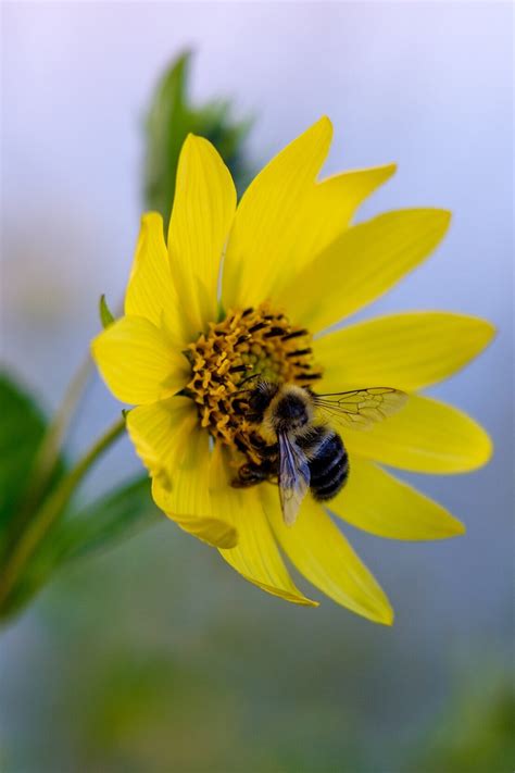 Honey Bees — Louisiana Ag in the Classroom