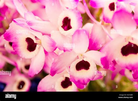 Close up of orchid flower Stock Photo - Alamy