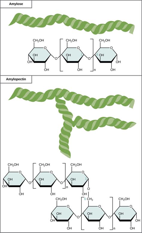 Structure and Function of Carbohydrates | Biology for Non-Majors I